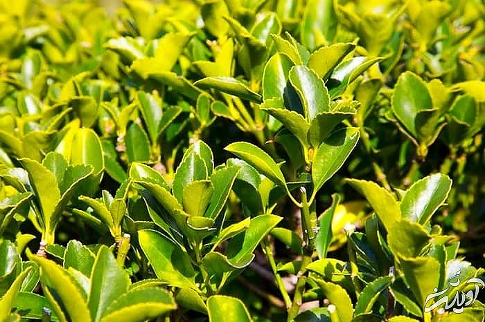 کاشتگیاه شمشاد گیاه شمشاد